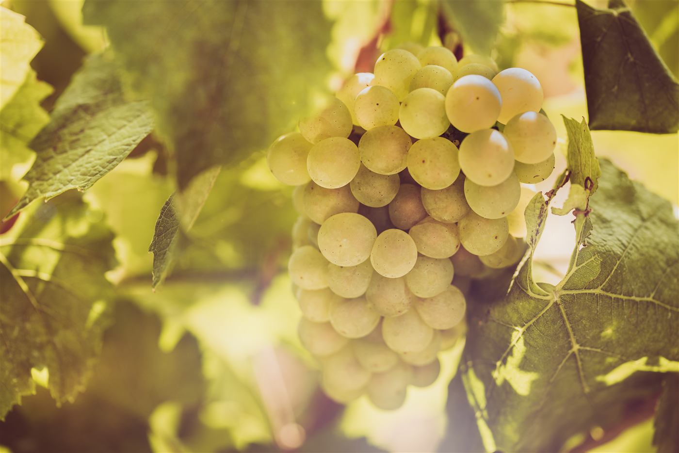 Chardonnay Champagne